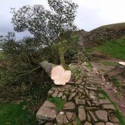Sycamore Gap tree has been 'felled'