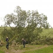 Live Updates: Shock as Iconic Sycamore Gap tree 'deliberately' felled