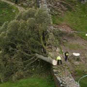 The Sycamore Gap was discovered felled last week