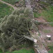 Man in his 60s arrested following felling of Sycamore Gap tree