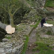 The Sycamore Gap was sadly felled in late September