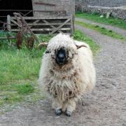 Prized Swiss Valais ewe Alpine Molly has been found