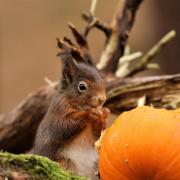 A red squirrel eating a pumpkin