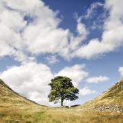 Sycamore Gap was tragically felled in late September