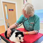 The veterinary centre has been praised for its cat care