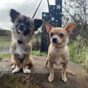 Hugo and Mia were rescued in Northumberland