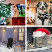 Our readers' pictures of their festive furry friends