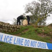 Forensic investigators from Northumbria Police examine the felled Sycamore Gap tree, on Hadrian’s Wall in Northumberland