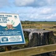The stump at Sycamore Gap with the fence and sign