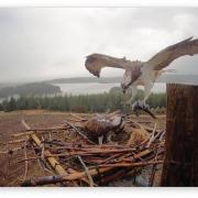 Osprey Watch returns to Kielder Water and Forest Park for the sixteenth year