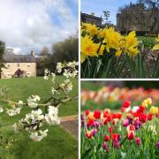 Five National Trust gardens to visit this spring