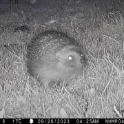 A hedgehog spotted on a trail camera as part of the new National Hedgehog Monitoring Programme.