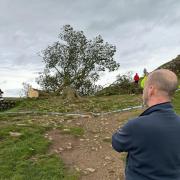 Mayor Driscoll at Sycamore Gap after the iconic tree was tragically felled