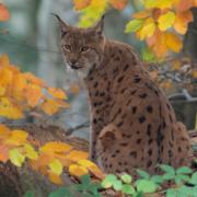 The Missing Lynx aims to enlighten locals on the vanished creature that last roamed the British countryside in the 18th century