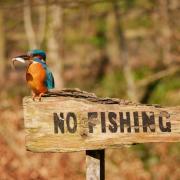 Derek Sim's stunning shot of a kingfisher with a fish in its beak