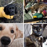 Readers shared their favourite pet pictures