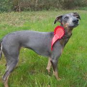 Phoenix won Best Smooth Coated Lurcher Birch 20" and Under at  Tynedale Hunt Lurcher and Terrier Show at Spital Farm, Horsley on April 28 2024