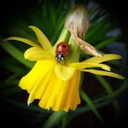A close up of a ladybird on a daffodil