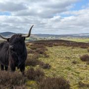 The Wilder Northumberland Network aims to connect landowners across the county