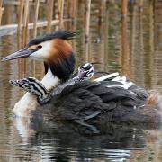 Iain Scott's image of a great crested grebe and chicks, known as humbugs, at Killingworth Lake, North Tyneside