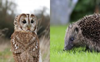 Tawny owls and hedgehogs protected in new adoption scheme