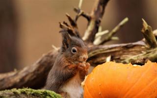 A red squirrel eating a pumpkin