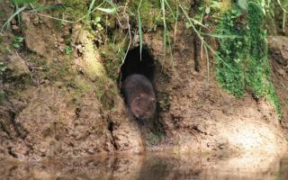 A young water vole in a burrow