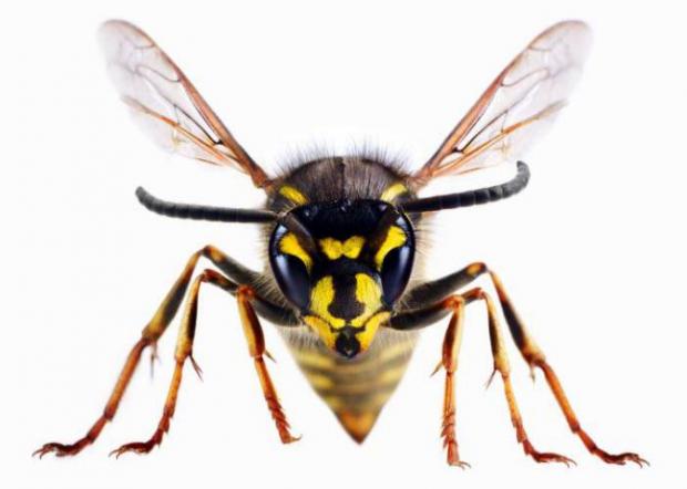 Hexham Courant: A wasp